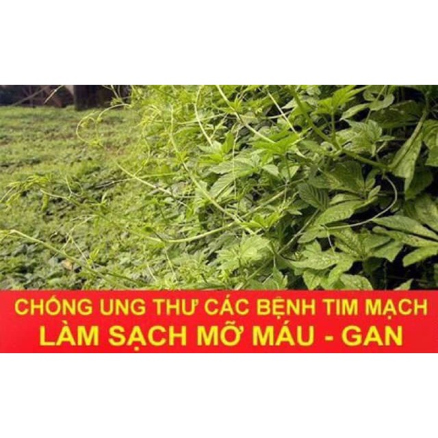 Giảo Cổ Lam Loại 7 Lá Chuẩn Xịn 500g