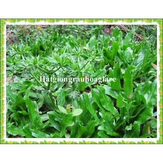 2 Gram Rau Mùi Tàu  Ngò gai  tặng kích mầm và hướng dẫn