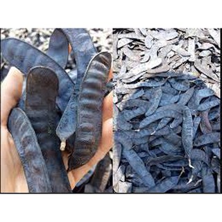 1kg bồ kết rừng Nghệ An