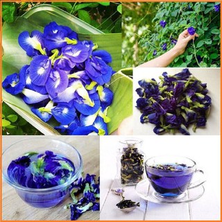 Trà hoa đậu biếc 500g sấy khô - tạo màu tự nhiên