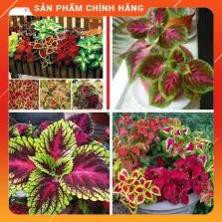 HẠT GIỐNG CÂY MAY MẮN NHIỀU MÀU GÓI 50H