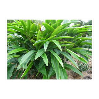 cây riềng làm giống