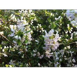 CHẬU CÂY LINH SAM (CÂY SAM NÚI ) DÒNG ĐỘT BIẾN HOA TRẮNG- SIÊU BÔNG - CCLSSBHDBMT