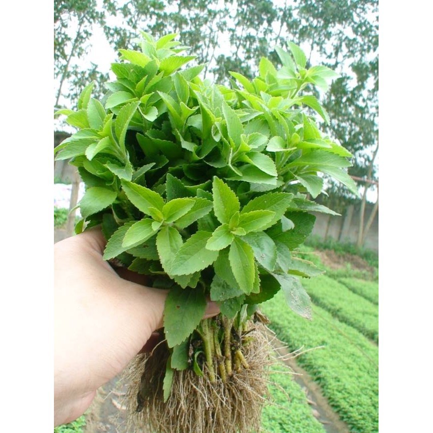 Hạt giống cỏ ngọt 5 Hạt