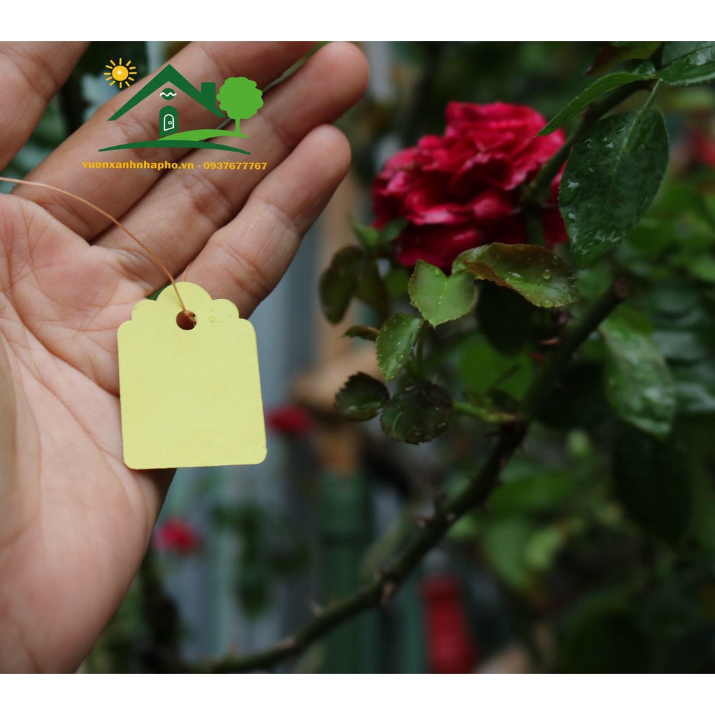 Set 100 thẻ treo kèm sẵn dây dùng ghi nhớ tên giống cây trồng - size 2.5x3.5cm, 3x4.5cm, 4x6cm, 5x7cm