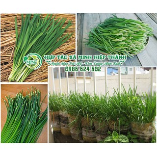 Sale off Hạt giống rau hẹ cực đẹp.