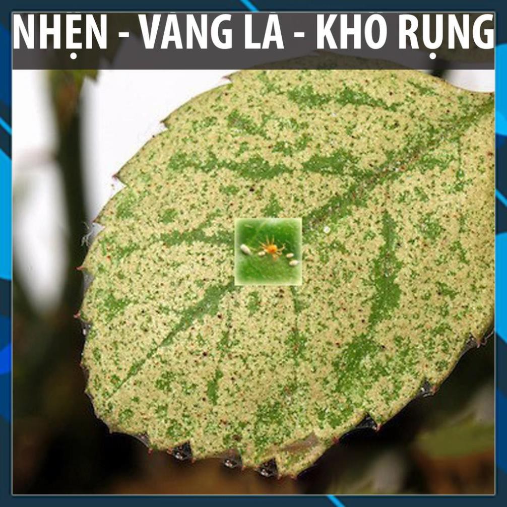 - Tinh dầu neem nguyên chất trị & phòng côn trùng, Hữu Cơ - An toàn cho người sử dụng, dành riêng cho Hoa Hồng(chai 100m