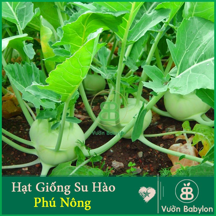 Hạt Giống Su Hào Xanh 2Gr - Hạt Giống Su Hào Dễ Trồng, Sớm Thu Hoạch