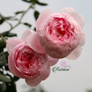 Hoa hồng Mon coeur rose - hoa chùm, hồng leo