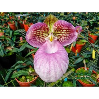 1 BÓ LAN HÀI MỐC HỒNG RỪNG TÂY BẮC, HOA NỞ DỊP TẾT- CÂY GIỐNG LAN RỪNG