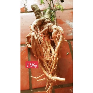 Đinh lăng nếp bắc hàng suôn đẹp
