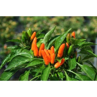 Hạt giống ớt Chili cam siêu cay
