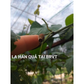 cây giống La Hán Quả