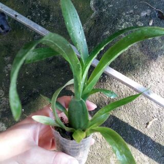 Vũ nữ mật ngọt giống