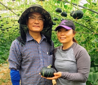 HẠT GIỐNG BÍ KABOCHA HÀN QUỐC
