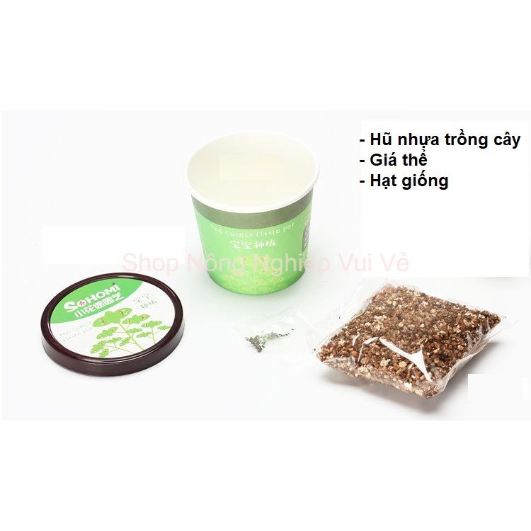 Bộ trồng cây mini tí hon để bàn đẹp mắt