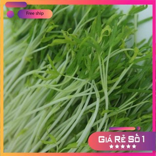 HẠT GIỐNG RAU MẦM RAU MUỐNG 50 GRAM LUCKY.VN