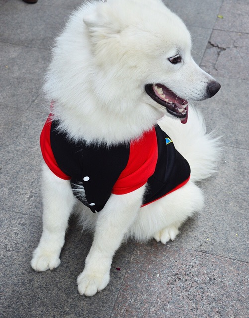 ÁO SUPERDOG - BIG SIZE CHO CHÓ LỚN