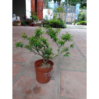 Cây Mai Chiếu Thủy Bonsai mini