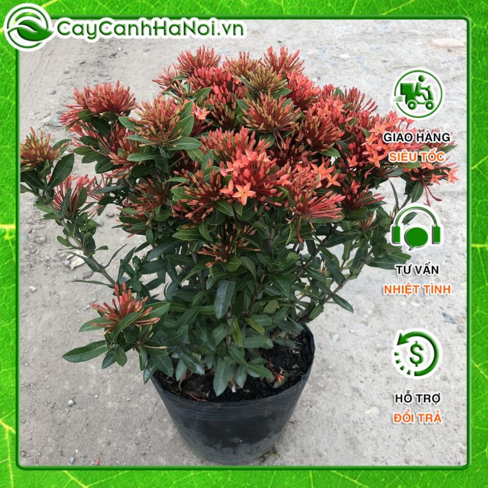 Cây hoa mẫu đơn siêu hoa đủ màu, chiều cao 35cm hoa nở sặc sỡ, cây thích hợp trang trí hàng rào, sân vườn 🌱