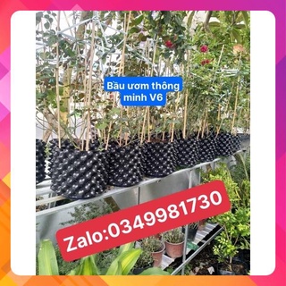Bầu ươm v6 cuộn 50 mét khổ 20cm