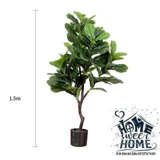 Cây bàng sing giả 60cm-170cm