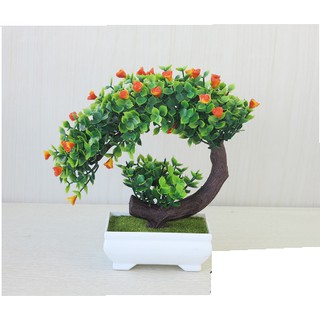Chậu hoa bonsai để bàn