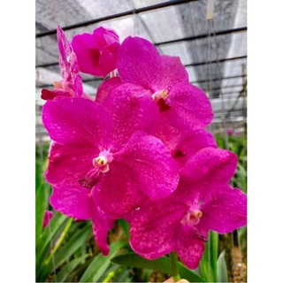 Vanda trưởng thành chọn màu được