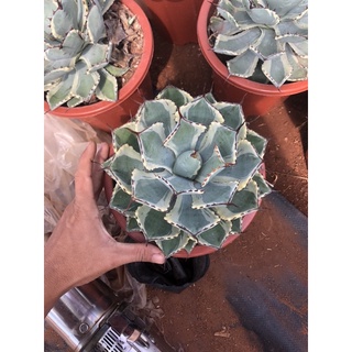 Cây dứa kiểng (Agave kichijokan) đủ kích thước.