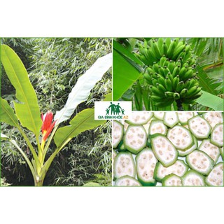 Chuối hột rừng lào cai ( đóng gói 1kg)