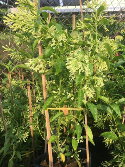 Cây dạ lý hương thơm