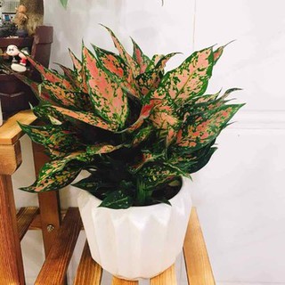 CÂY VẠN LỘC KÈM CHẬU SỨ