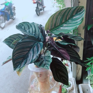 Chậu đuôi công thuỷ sinh