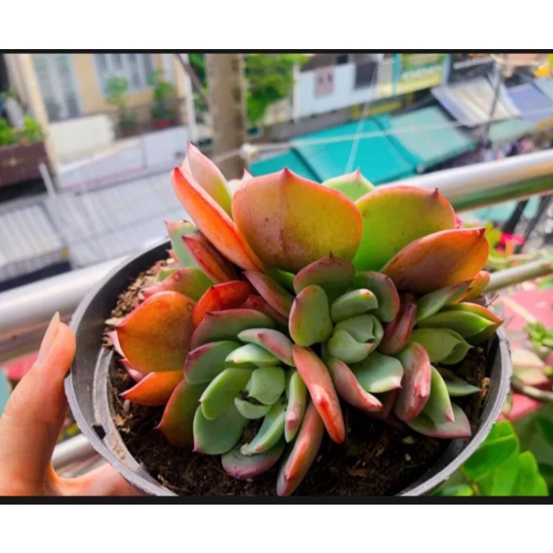 Sen đá hoa mặt trời