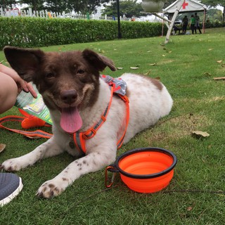 CHÉN GẤP DU LỊCH CÓ MÓC CHO CHÓ MÈO