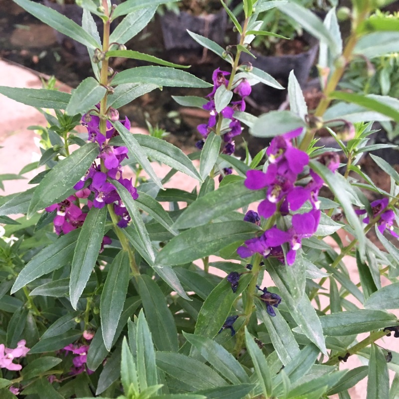 Cây Hoa Ngọc Hân  Bầu Cây Xum Đã Có Hoa