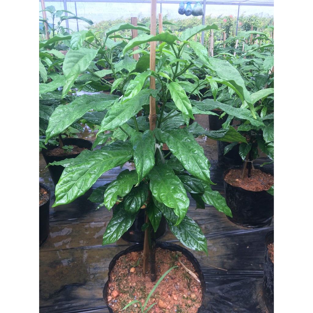 Cây dạ ngọc minh châu cao khoảng 60 cm nhiều cành nhánh