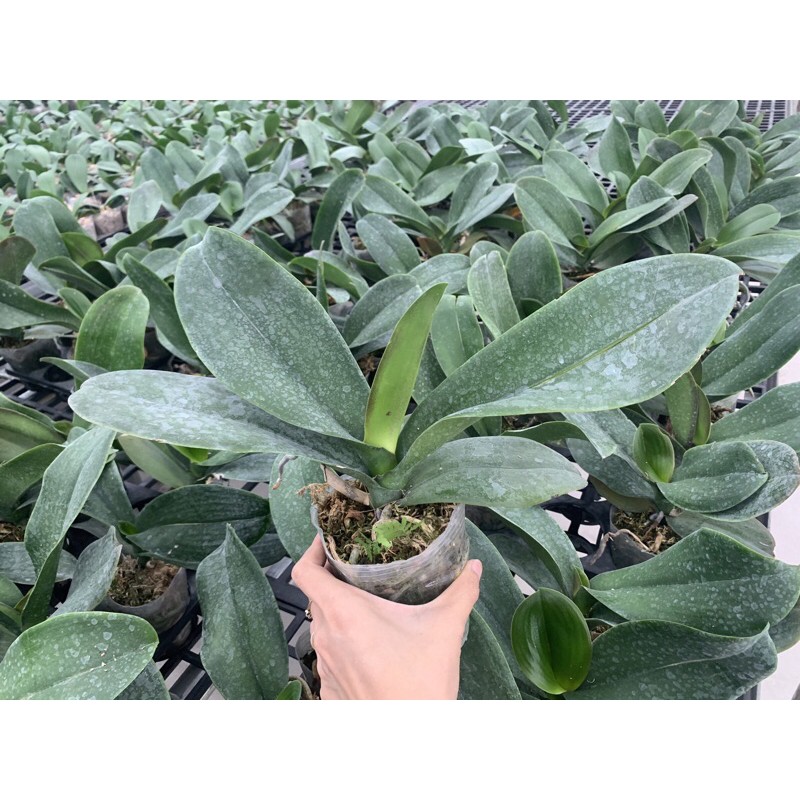 xả lô hồ điệp hoa đại cây đại