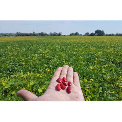 200g Red Kidney Bean - Đậu Thận Đỏ Hạt To Tây Argentina