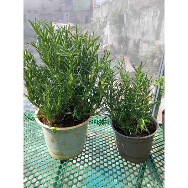Chậu Cây hương thảo (romarin-rosemary) chậu trung, chậu lớn, chậu đại