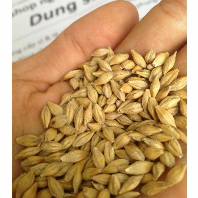 1KG Lúa Mì Nguyên Vỏ Cho Gà Đá Đại Mạch Cho Vẹt Đại Mạch Cho Gà Đá Lúa Mỹ Cho Gà Lúa Mì Cho Chuột Hamster