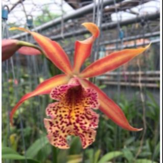 Cat . Đại thống soái