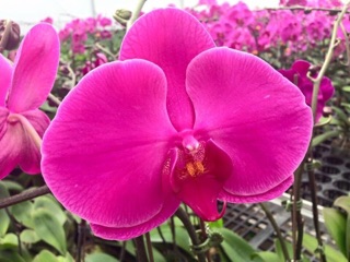 Lan hồ điệp hoa đại