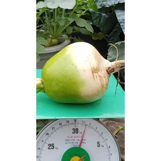CỦ CẢI HÀN QUỐC SIÊU TO KHỔNG LỒ