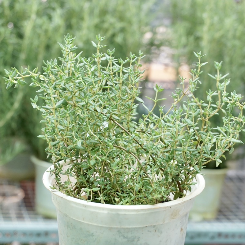 Cây Xạ Hương Thyme JUN GARDEN