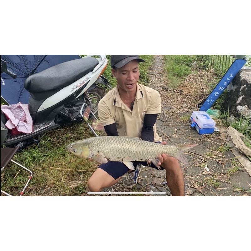 Mồi câu Chép Nâu Nanbei 350gram