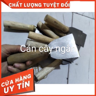 cây sủi tường,sủi thạch cao,sủi bột