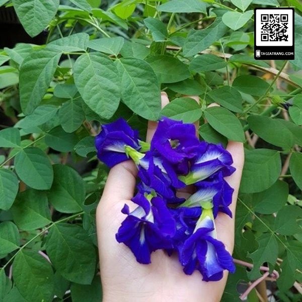 Hạt giống hoa đậu biếc kép