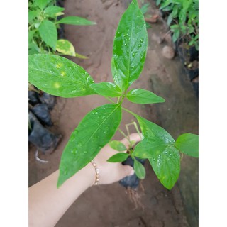 Cây giống kiến cò trị nấm ươm sẵn trong bầu cao 15 - 20cm