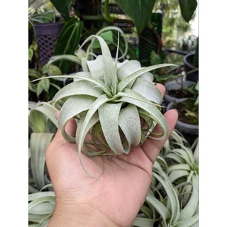 Tillandsia Xerographyca, cây không khí, Cây nữ hoàng